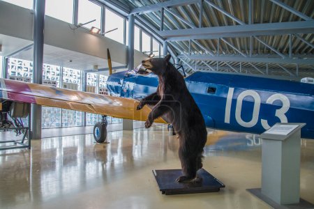 Téléchargez les photos : La statue d'ours dans le musée - en image libre de droit