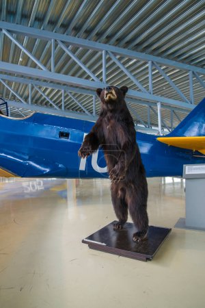Foto de La estatua del oso en el museo - Imagen libre de derechos