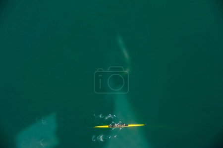 Téléchargez les photos : Coxless paire rangée bateau vue de dessus - en image libre de droit