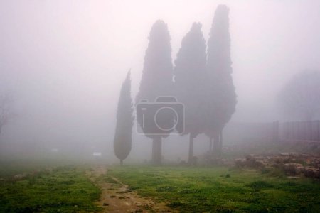 Téléchargez les photos : Cyprès dans le brouillard le jour - en image libre de droit