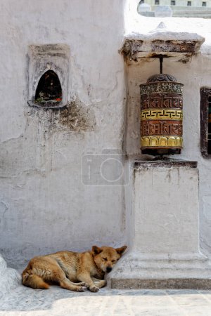 Téléchargez les photos : Roue de prière et chien dormant au stupa Bothnath à Katmandou - en image libre de droit
