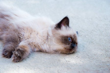 Foto de Lindo gato acostado en suelo - Imagen libre de derechos