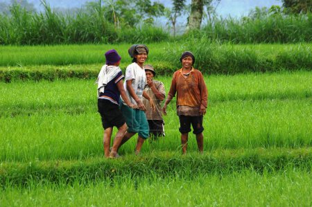 Foto de Trabajadores en un campo de arroz - Imagen libre de derechos