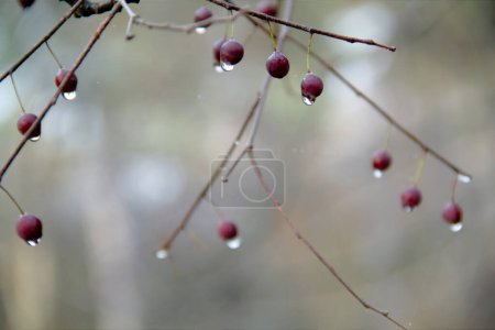 Foto de Gotas de lluvia sobre la fruta - Imagen libre de derechos
