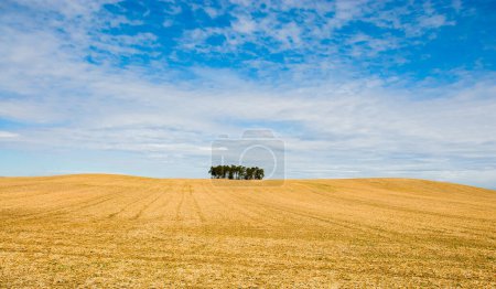 Photo for Field and blue sky - Royalty Free Image