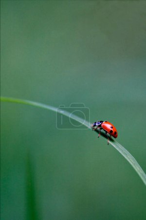 Photo for Coccinella septempunctata, the seven-spots ladybird, the most common Ladybug in Europe - Royalty Free Image