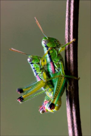 Foto de Vista de cerca de los insectos en la naturaleza - Imagen libre de derechos