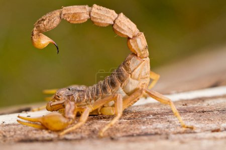 Téléchargez les photos : Buthus scorpion gros plan - en image libre de droit