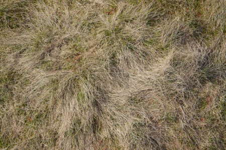 Photo for Dry grass background view - Royalty Free Image