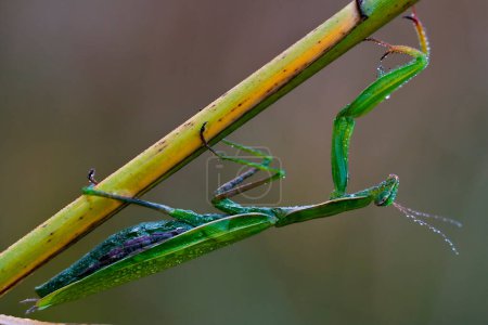 Téléchargez les photos : Côté sauvage de la prière mantis mantodea - en image libre de droit