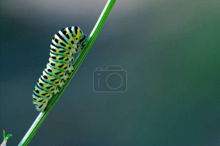 Téléchargez les photos : Chenille sauvage de Papilio Macaone - en image libre de droit