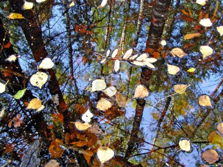 Téléchargez les photos : Feuilles d'automne sur les branches - en image libre de droit