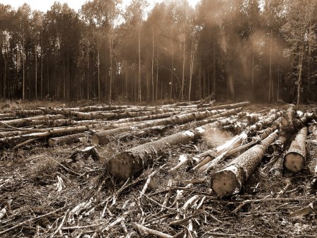 Foto de Cortando madera en el bosque. naturaleza fondo - Imagen libre de derechos