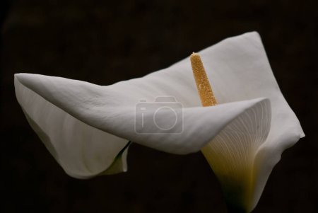 Téléchargez les photos : Lys blanc Calla. Beau fond floral - en image libre de droit