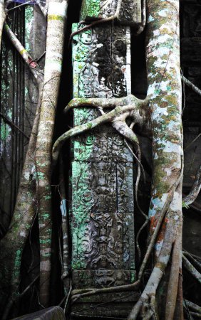 Foto de Raíces gigantes en el templo Boeng Mealea Jungle - Imagen libre de derechos