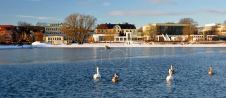 Foto de Swans in ice lake at winter - Imagen libre de derechos