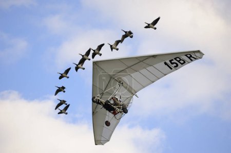 Téléchargez les photos : Ultra light aircraft an geese - en image libre de droit