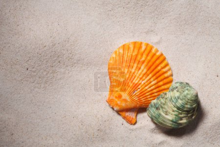 Photo for Sea sandy coast with shells - Royalty Free Image