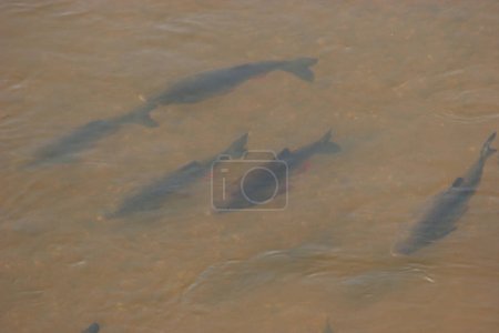 Photo for Fish swarm view from above - Royalty Free Image