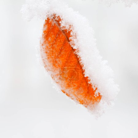 Photo for Frozen orange in snow - Royalty Free Image