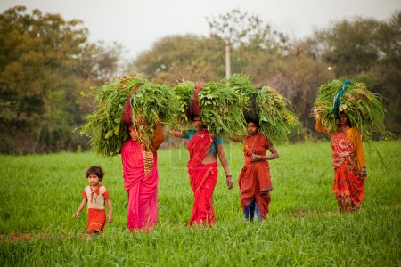 Photo for Indian women work at farmland" - Royalty Free Image