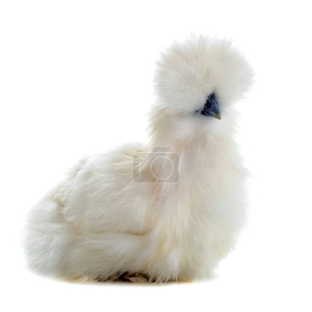 young Silkie chick on white background 