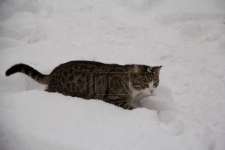 Foto de Gato gris en la nieve - Imagen libre de derechos