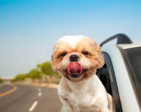 Photo for Dog in the Car close up - Royalty Free Image