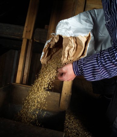 Photo for Man Pouring Grain in barn - Royalty Free Image