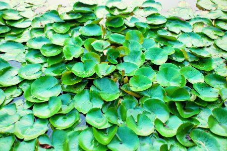 Photo for Green lotus leaves in the pond - Royalty Free Image