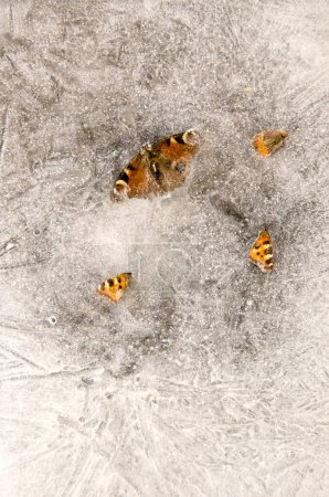 Téléchargez les photos : Papillons morts gelés dans la glace hivernale - en image libre de droit