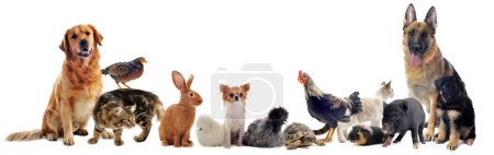Téléchargez les photos : Belle vue rapprochée du groupe d'animaux de compagnie - en image libre de droit