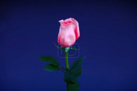 Photo for Close up view of beautiful rose, summer concept - Royalty Free Image