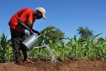 Téléchargez les photos : Agriculteur africain arrosage de canne à sucre dans le champ - en image libre de droit