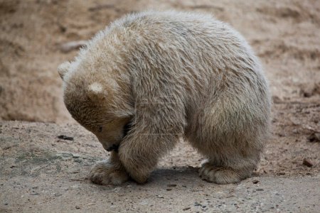 Téléchargez les photos : Ours polaire mignon dans le zoo - en image libre de droit