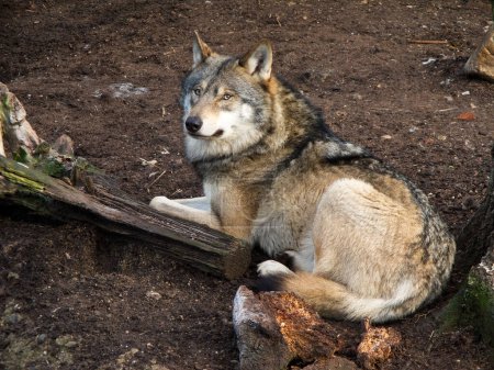 Foto de Lobo gris, Canis lupus en la naturaleza - Imagen libre de derechos