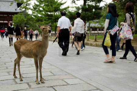 Téléchargez les photos : Sika Deer à Nara - en image libre de droit