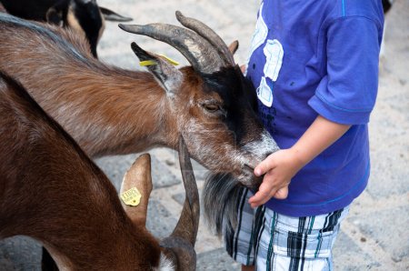 Foto de Niño pequeño alimentando cabras en zoológico de mascotas - Imagen libre de derechos