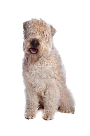 Photo for Soft coated wheaten terrier dog - Royalty Free Image
