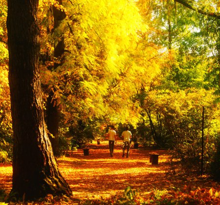 Foto de Hermoso paisaje de otoño con un árbol en el parque - Imagen libre de derechos