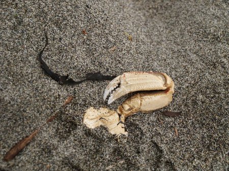Téléchargez les photos : Crabe mort sur les rives - en image libre de droit