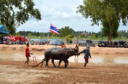 Téléchargez les photos : Buffles racing festival le août 19, 2012 la tradition de thailand - en image libre de droit