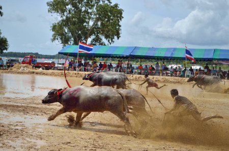 Foto de Festival de carreras de búfalos en agosto 19, 2012 la tradición de Tailandia - Imagen libre de derechos