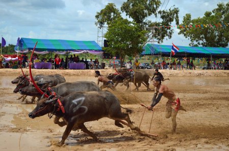 Téléchargez les photos : Buffles racing festival le août 19, 2012 la tradition de thailand - en image libre de droit