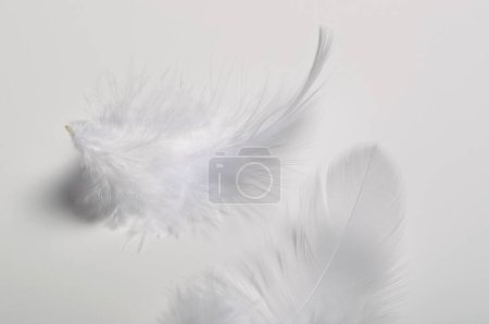 Photo for White feathers isolated on white background - Royalty Free Image