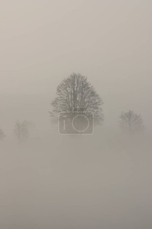 Téléchargez les photos : Arbres dans la brume du matin, nature - en image libre de droit