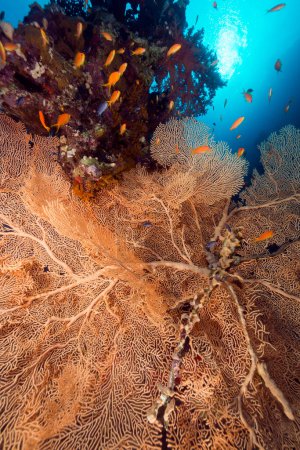 Téléchargez les photos : "Ventilateur de mer et récif tropical dans la mer Rouge. Incroyable concept de monde sous-marin - en image libre de droit