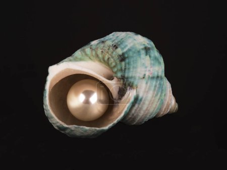 Photo for Shell and pearl, close up - Royalty Free Image