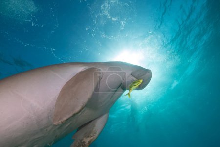 Foto de Dugong (dugon dugong) o seacow en el Mar Rojo
. - Imagen libre de derechos