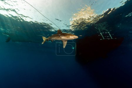 Foto de Tiburón oceánico (carcharhinus longimanus) en el Mar Rojo de Elphinestone. - Imagen libre de derechos